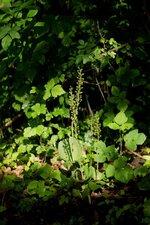 Listère à feuille ovale