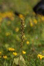 Listère à feuilles ovales
