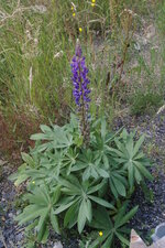 Lupin