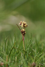 Luzule sp.