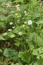 Matricaire sp.