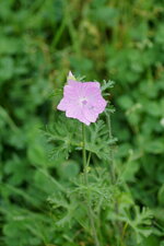 Mauve musquée 