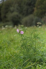 Mauve musquée