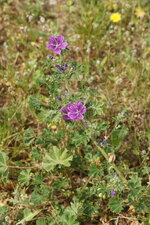 Mauve sylvestre