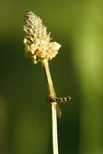 Melanostoma scalare