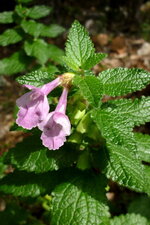 Mélisse des bois