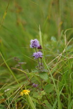 Menthe aquatique