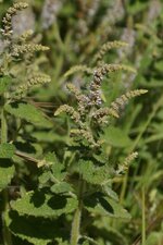 Menthe aquatique