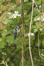 Mésange bleue