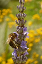 Abeille et lavande officinale