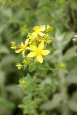 Millepertuis