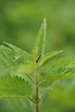 Miridé sp.