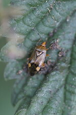 Déréocorise (Deraeocoris sp.)