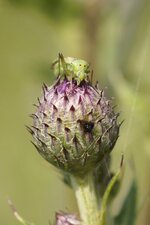 Adelphocoris sp. - sous réserve