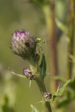 Adelphocoris sp. - sous réserve