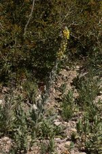 Molène sp.