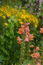 Muflier horticole