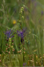 Muscari à toupet