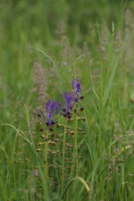 Muscari à toupet
