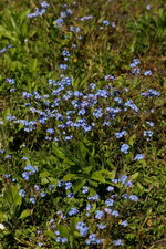 Myosotis sp.