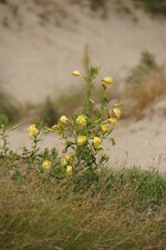 Onagre bisannuelle