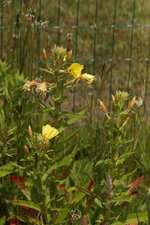 Onagre bisannuelle