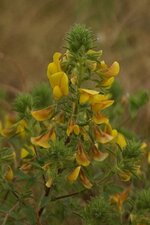 Bugrane fétide