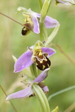 Ophrys abeille