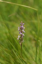 Ophrys moucheron