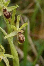 Ophrys sphegodes - sous réserve 