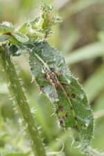 Opilion sp.