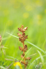Orobanche amethystea