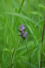 Dactylorhiza sp.