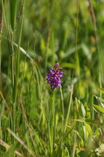 Orchidée