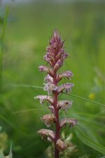 Orobanche amethystea
