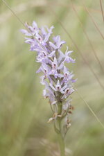 Orchis de Fuchs