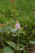 Orchis de Fuchs
