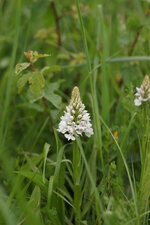 Orchis de Fuchs