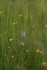 Orchis de Fuchs