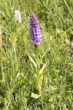 Orchis de fuchs - sous réserve