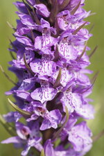 Orchis de fuchs - sous réserve