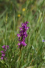 Orchis mâle - sous réserve