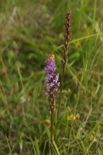 Orchis moustique