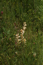 Orobanchacea caryophyllacea