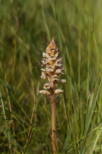 Orobanche de la Picride