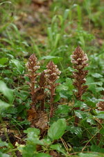 Orobanche du Lierre - sous réserve