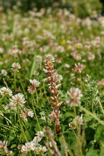 Orobanche du trèfle