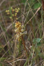 Orobanche sp.