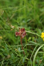 Orobanche sp.