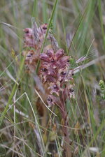 Orobanche sp 